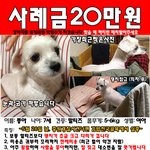 경기 성남 말티즈 실종3일째.. 성남분들 도와주세요