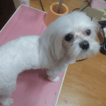 [똥딸기판] 전지현, 보고잇나?????????