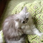 [냥판] 초초초초초 꽃<b>미묘</b> 우리 몽실이 투척!