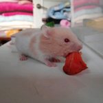 귀가 <b>한쪽</b> 없어도 우리<b>집</b> 귀요미 2탄~~@!!!