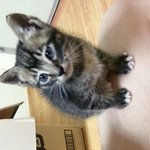 아기 길냥이 삼남매 분양합니다~