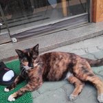 길냥이들 이야기(아직 어린 임신묘)