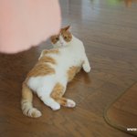 유봉이 <b>보호색</b> 놀이~(유봉이네판)