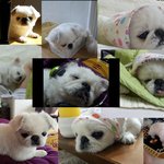 제주도 미모견 <b>엄지</b>...^^