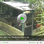 지랄견 두목 악마의 견 <b>비글</b>의 탈옥