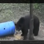 누가 곰이 느려터지고 <b>미련</b>하대?