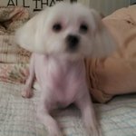 강남구청역 <b>논현</b>2동 실종된 말티즈강아지 찾습니다!!