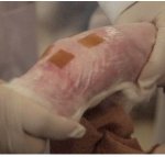 스압)동물학대의 심각성