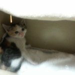 <b>비닐</b>에 묶여 버려진 고양이..도와주세요 ㅠㅠ