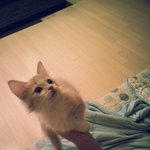 <b>먼치킨</b>고양이 루이  222222222탄.!!! 벌써많이컷어요