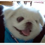페키니즈 못생기지 않았어요!