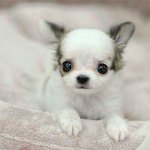 tv보고 짖는 귀요미 장모치와와 <b>찬이</b>!