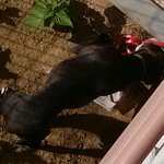 (추가) 핏불테리어..투견이 <b>도망</b>나왔나봐요