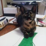 강<b>쥐</b>2마리와 냥이3마리의 동거