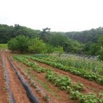 공무원(국립수목원장)의 <b>무자비</b>한 행위를 고발합니다.