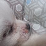 50 일된 강아지 곰팡이균 어떻게해야할까요‥‥ㅠ