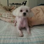 실종된 호두를 찾습니다.(강남<b>구청</b>역 논현동 말티즈)