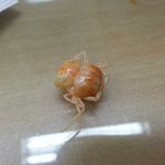 <b>짬뽕</b>에 이거 뭐에요?ㅠㅠㅠㅠㅠ 벌레? 꽃게?