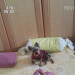 (아지판)개판오분전판 진짜개판등장이오