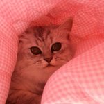 귀요미 페르시안 형제 20