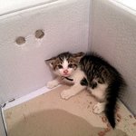 까칠한 아가냥이 <b>우스</b>