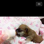 장애견은 사랑으로 극복할수있습니다..