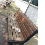 귀염.<b>앙증</b> 강아지의 시체놀이