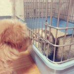 우리애기들 자랑ㅋㅋㅋ