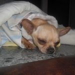 유기견 보호소 소장님을 도와주세요