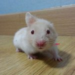 (수정)귀가 <b>한쪽</b> 없어도 우리<b>집</b> 귀요미3탄