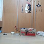 인천시 부개동근처 고양이..  도와주세요ㅠㅠ!