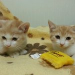 우리집 귀요미 냥이