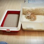 냥판)먼치킨고양이 <b>루이</b>왔어요~