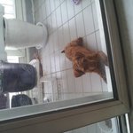 천호동에서 토이푸들을 주었어요 제발 주인을 찾고싶습니다..