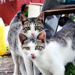 (+추가+)과거 길고양이들과의 인연