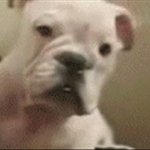 네이버검색 - 신승호22