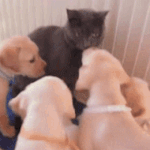 빠<b>수니</b>떼에놀라심.gif