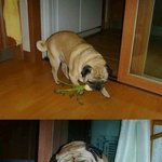 러시앤<b>캐쉬</b> 미즈사랑한테 먹힘