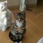 [독립문 뜨란채]우리 고양이 롱아를 찾아주세요ㅠㅠ