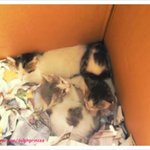 어미에게 버림 받은 새끼 고양이들을 구해주세요