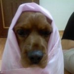 2탄. 미모를 빼닮은 개모녀이야기(강아지는 주인하기 나름이에요)
