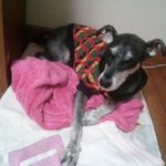 꼬망이를 찾습니다.... 제발 봐주세요.....