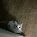 얼짱 고양이 2탄 입니다!! ㅋㅋㅋㅋ