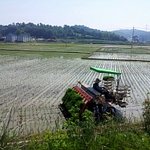 새참 내가는... 여자
