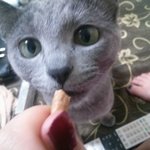 일산 동구 장항동 오늘 <b>집밖</b>으로 나간 고양이찾아요 (6/2)