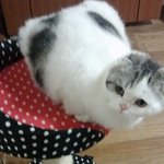 스코티쉬폴드 말랑말랑 쵸파왔어요~