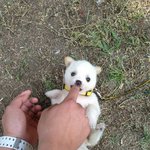 [귀<b>염주</b>의]전북대 개찡.jpg