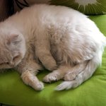 카페에 찾아온 <b>묘연</b>, 룰루♬ (3)