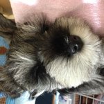 악마견<b>no</b>!!!  폭풍애교 "또" 4!!