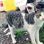 (+추가+)과거 길고양이들과의 인연 2